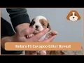 Reba s F1 Cavapoo Litter Reveal Cavapoos 3 16