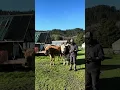 What is an Ox