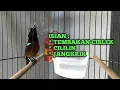 Download Lagu KONIN ISIAN TEMBAKAN CIBLEK CILILIN DAN JANGKRIK
