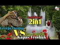 Download Lagu MASTERAN KEKINIAN TERBAIK KOMBINASI GEREJA TARUNG SAMBUNG KAPAS TEMBAK