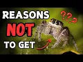 Jumping Spider Pets - Reasons Not To Get One Spooderpods