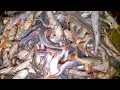 Download Lagu Phá Kỷ Lục 3 Đục Cá Úc Khủng Hơn 200KG|| TCNTV #535