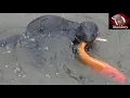 Download Lagu Mamba Catches a GIANT Goldfish! | Episode 11- Black Mamba: Born to Hunt