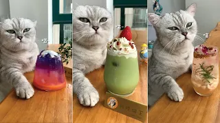Tik Tok Chú Mèo Biết Nấu Ăn Trung Quốc 🍩🍩 phần 4
