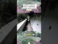 Download Lagu Timpuk Pocong usil Digedung kosong pake Batu 😱 #viralvideo #horror #shorts #pocong #fyp #reels