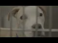 Record number of pets need help at Dallas Animal Services