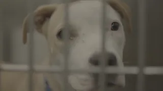 Record number of pets need help at Dallas Animal Services