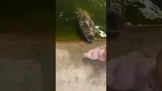 إخراج تمساح النيل الضخم 