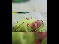 Download Lagu Awikila - Lahir (video anak dari lahir sampai 1,5 tahun) - Nazneen Faiha Rahman