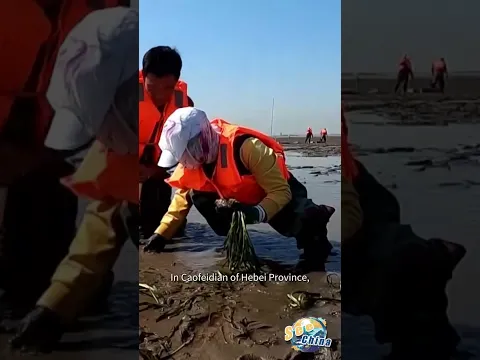 How China is bringing underwater meadows back