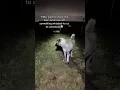Download Lagu When u hear something whistle at u in the night.. no you didn’t. Our livestock guardian dog reacts