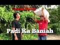 Lagu Padi Ka Baniah