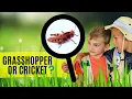 Cricket or Grasshopper Facts about crickets and grasshoppers