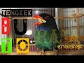 Masteran Tengkek Buto|suara asli Burung Tengkek Buto jeda alami untuk jagoan Murai, Kacer, Cucak ijo