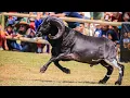 Download Lagu BEST MOMENT KONTES DOMBA DI BATALYON 300 BJW CIANJUR😍🔥 || Ajojing Dola-Doli Neneng