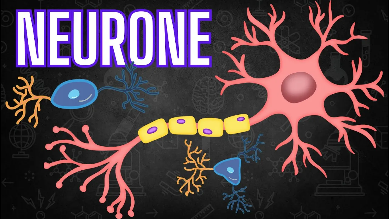 Neurone : anatomie et la physiologie