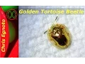 Golden Tortoise Beetle - A walking Jewel