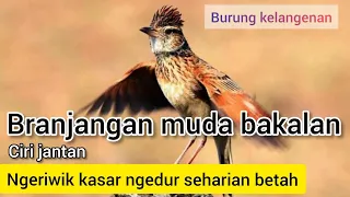 suara burung branjangan muda ngeriwik kasar ngeplong burung kelangenan