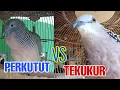 Lagu Perkutut Lokal Gacor Suara Panjang Vs Tekukur Gayer Suara Masteran
