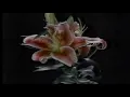 Super Duper Grocery Store TV Commercial (May 1986)