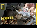 Treating A Doberman With Diarrhea Incredible Dr Pol