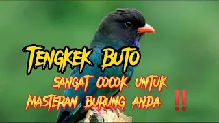 tengkek buto speed rapat sangat cocok untuk masteran burung anda 