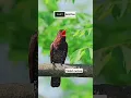 Download Lagu Violet cuckoo / Kedasih ungu masteran handal yang sedang viral #birds