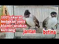 Download Lagu Cara membedakan jenis klamin  anakan burung kutilang  jantan dan betina