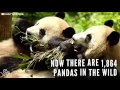 Giant Pandas Are No Longer Endangered
