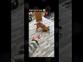Download Lagu Anjing malu ih ah iwak salting