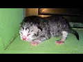 Download Lagu Suara Bayi Kucing baru lahir