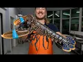 Download Lagu Why This Blue Lobster Is So Special