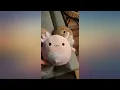 Squishmallows Kellytoy Set of 8 5 inch Sea Squishmallows Indie Orzella review