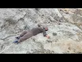 Download Lagu ⚡️Shocking incident in the mountain, Hassan almost died 😢❤️