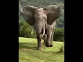 Download Lagu Cultivating Your Soul Through Service - My Trip to Buffalo Kloof Reserve in South Africa