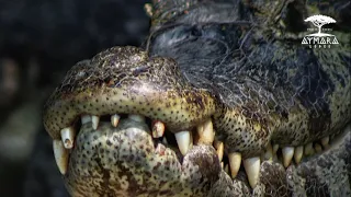 Um verdadeiro refúgio ecológico no coração do Pantanal! 🦋🐒