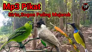 suara pikat untuk burung sogon dan sirtu