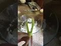 every kitchen needs this
