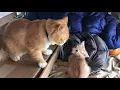 Download Lagu Dad cat beats up kitten and gets a kiss from mom at the end. Part 1.