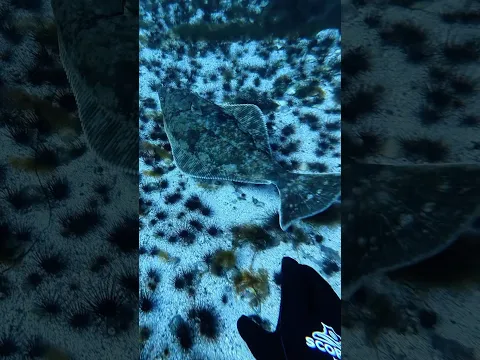 Coolest fish in the planet