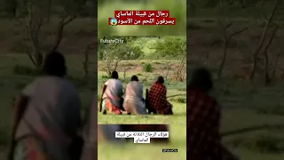 رجال من قبيلة الماساي يسرقون اللحم من الأسود  دندنها