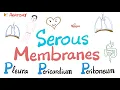 Serous Membranes Mesothelium - 3P s