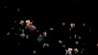 Animated Fish Swimming On Black Background 