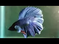 Best music for Betta Fish| Relaxing  Music for Fish 🐠