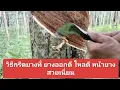 Download Lagu แนะนำ วิธี กรีดยาง วิธีนี้ ยางออกดี ไหลดี ไหลนาน