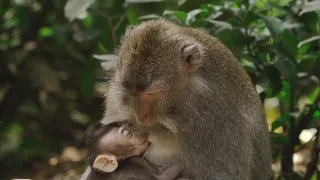 please i want you to not abuse baby monkeys for money and fun