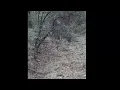 Multiple Skinwalkers Screaming at each other in the Gila National Forrest (Skinwalker scream)