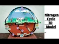 Nitrogen Cycle Model For School Science Project
