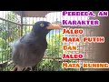 Download Lagu perbeda, an karakter burung jalak kebo mata putih dan kuning.