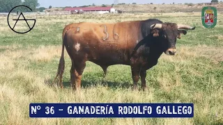 Desenjaule Tudela Duero 2026